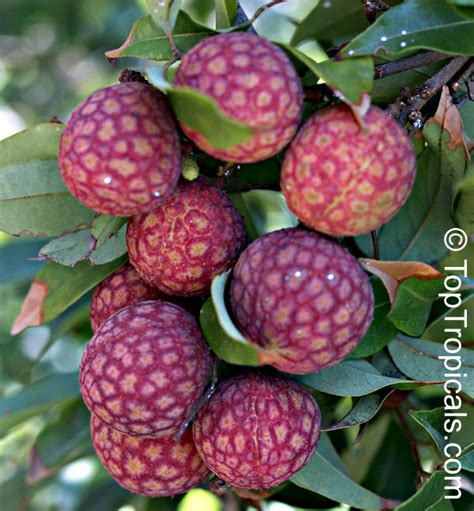 Young trees die if exposed to temperatures at or just below freezing, while mature trees could succumb to harder freezes of about 25 degrees fahrenheit. Litchi chinensis, Nephelium litchi, Lychee, Lichee ...