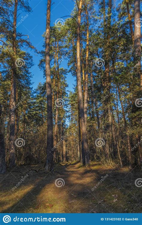 Pine Forest Pinery Sosnovy Bor Forest Kaluga Region Russia Stock