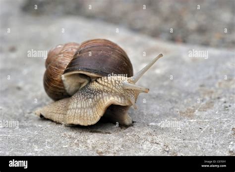 Burgundy Snail Roman Snail Edible Snail Or Escargot Helix Pomatia