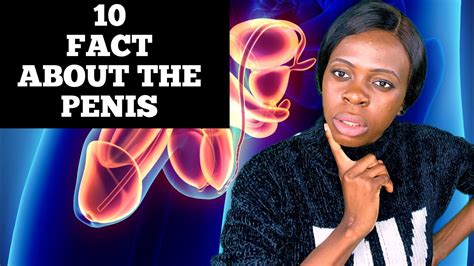 10 Fascinating Facts About A Man’s Penis Facts About Penis What You Should Know About The Penis