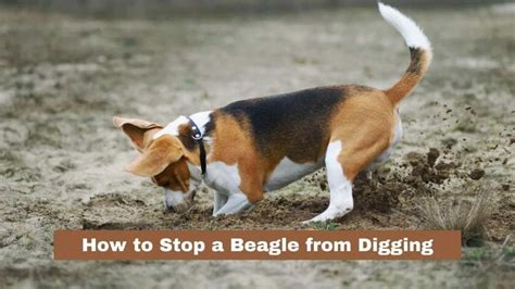 How To Stop A Beagle From Digging 5 Ways