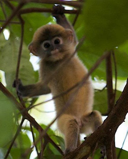 Dusky leaf monkey & young. Too Cute - Baby Dusky Leaf Monkey @ The Andaman