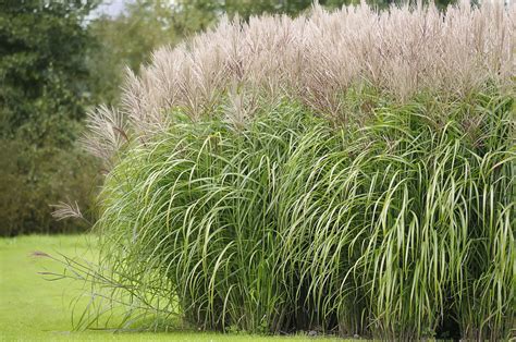 Ornamental Grasses To Grow In Containers