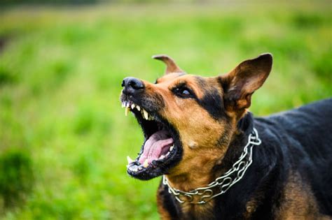 Did You Suffer A Level 3 Dog Bite A Dog Bite Lawyer Can Help
