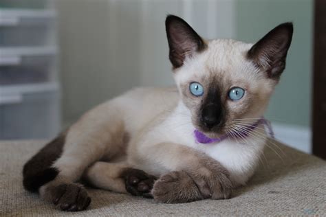 Siamese Cats Seal Point Siamese Siamese