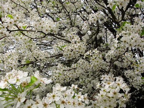 White Pear Tree Flowers Blooming Spring Trees Free Nature Pictures