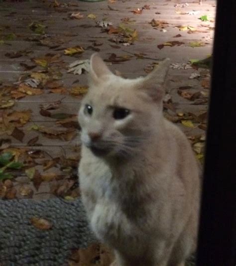 Found Cat American Shorthair In Colchester Ct Lost My Kitty
