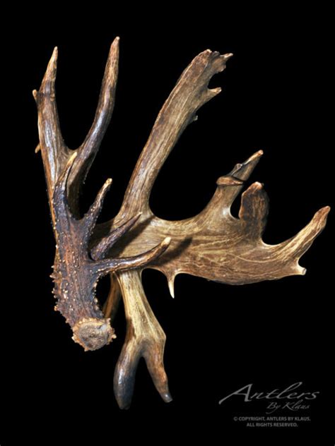 Shed Antlers Archives Page 4 Of 4 Antlers By Klaus