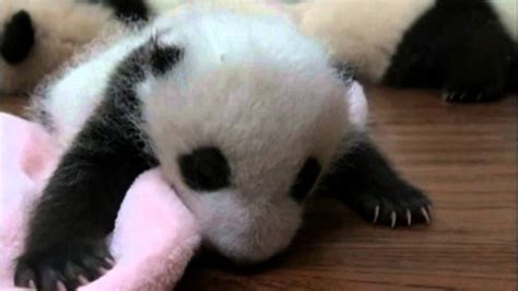 Newborn Giant Panda Cubs Make First Public Appearance Youtube