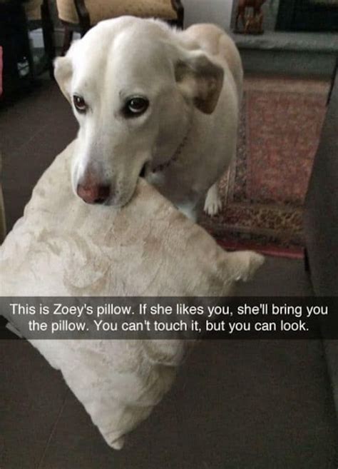 25 Pics Funny Dog Memes To Cheer You Up On A Bad Day Dog Memes Funny