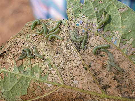 Beet Armyworm Ut Crops Disease Field Guide