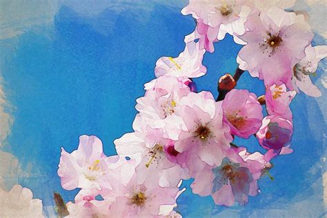 25 cherry blossom watercolor inspirations to dream about
