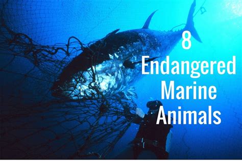 8 Endangered Marine Animals