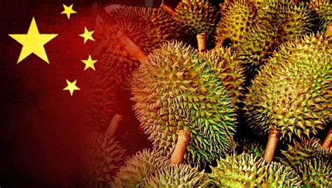 China energy investment corporation, xinjiang goldwind (one of the world's largest manufacturers of wind turbines), and china three gorges (a company historically associated with hydropower) all made major wind power investments in international markets in 2017, buying stakes in operating or. Durian price hike in S'pore, as demand rises from China ...