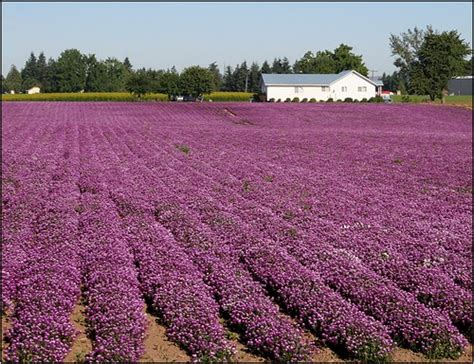 Crops The Color Purple Faye Pekas Flickr