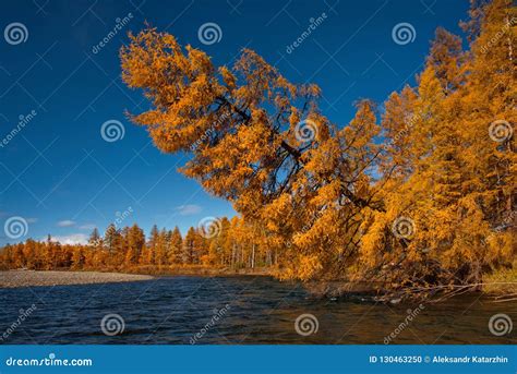 Golden Autumn On The Shores Of The Tributaries Of The Kolyma River
