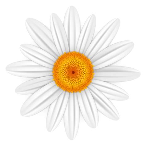 Margarita Blanca Vector Premium