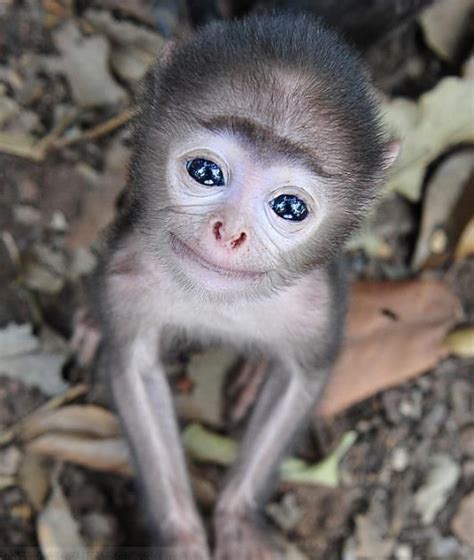 Monito Bebé Cute Baby Monkey Cute Baby Animals Cute Animals