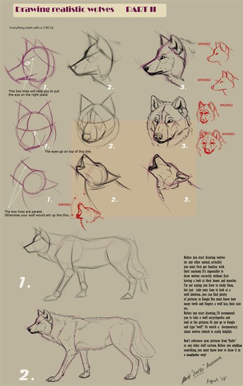 Realistic Wolf Drawing Step By Step At Explore Collection Of Realistic Wolf