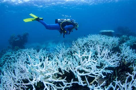 Australias Great Barrier Reef Is Hit With Mass Coral Bleaching Yet