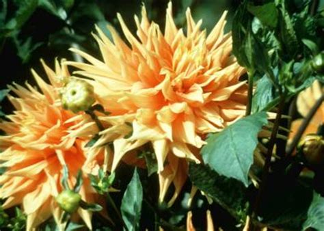 A collection of the best flowering trees for zone 9. Climate Zone 9 & Flowering Perennials | Home Guides | SF Gate