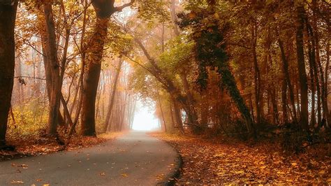 Nature Landscape Fall Forest Road Mist Daylight Leaves Trees
