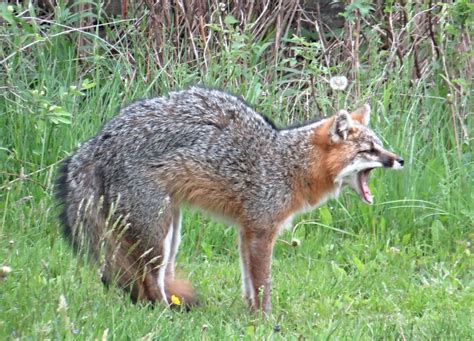 Gray Fox Bc Forestry Outreach Center