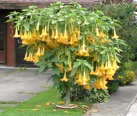 The angels trumpet plant is often grown into the style of a tree. Angel Trumpet Yellow BRUGMANSIA SEEDS Huge Fragrant