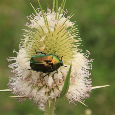 Bug Of The Month June Bug Home Of Absolute Pest Control