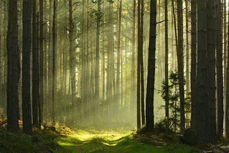 Pine Tree Forest At Sunrise Vedunderleg Fototapet Photowall