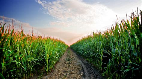 Free Photo Corn Field Corn Crop Drought Free Download Jooinn