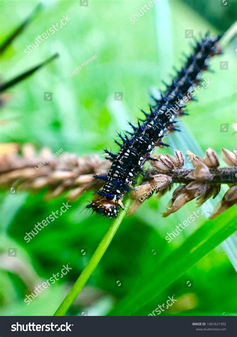 Spiky Caterpillar Clinging Blade Grass Stock Photo 1401621992