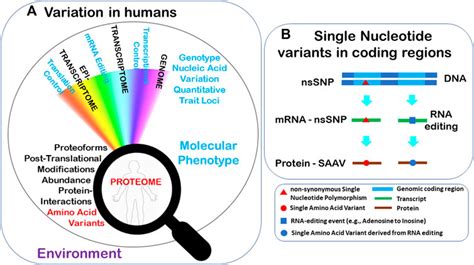 Frontiers Identifying Individuals Using Proteomics Are We There Yet