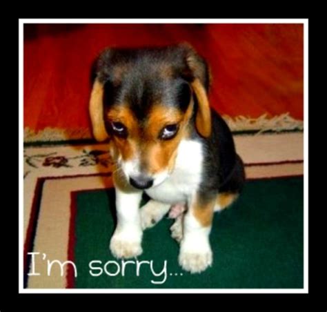 Another way to say i am really sorry? pulpitandgavel: "I'm sorry". Really?