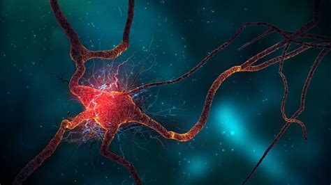 Nervous System Wallpapers Top Free Nervous System Backgrounds