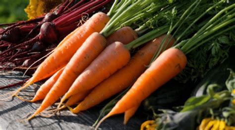 Winter Vegetable Gardening What To Grow In The Cold Season And How