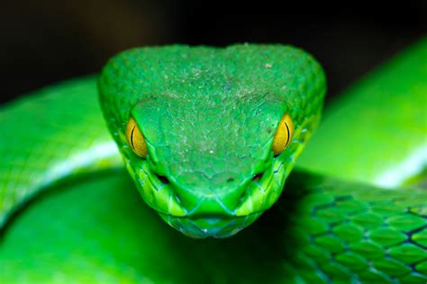 Snake Green Pit Viper Sleep On The Rock At Thailand P