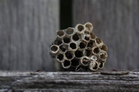 Amazing Insects How Do Wasps Build Nests