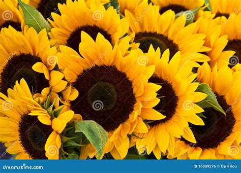 Naranja Girasol Color Pictures And Images Rgb Color Hex Code Ffc000