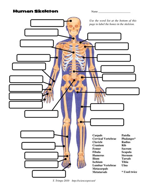 Human Skeleton Chart Template The Science Spot T Trimpe 2010