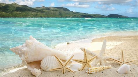 Seashells Wallpapers 55 Background Pictures