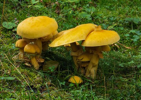 Free Images Forest Moss Food Autumn Yellow Eat Fungus