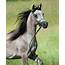 Farah Magidaa LDA « LD Arabians – Straight Egyptian Arabian Horses For Sale