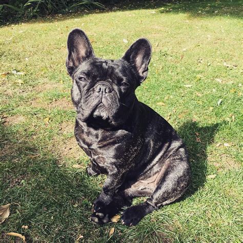 French Bulldogs On Instagram Here Are The Most Famous Frenchies To