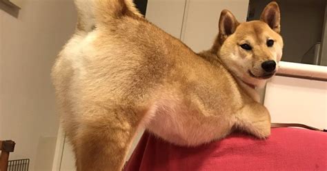 People Are Obsessed With Roco The Sexy Shiba Inu From Japan Metro News