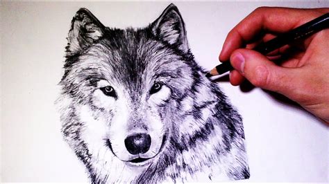 How To Draw Real Wolf