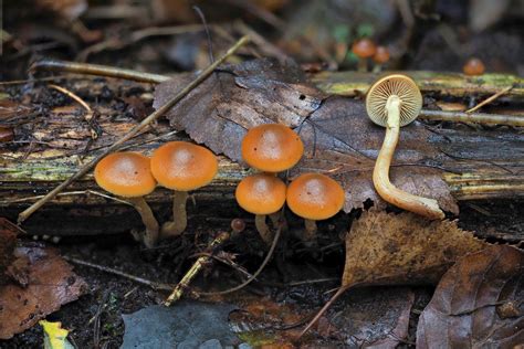 Little Brown Mushrooms And The Deadly Galerina Mushroom Appreciation