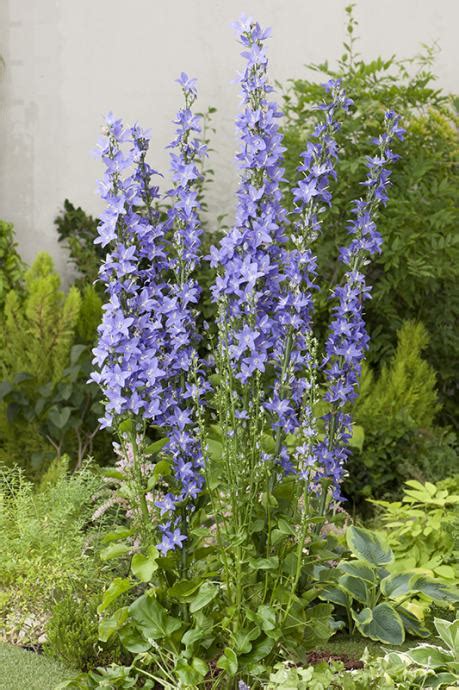 Campanula Pyramidalis Blue Sadnice