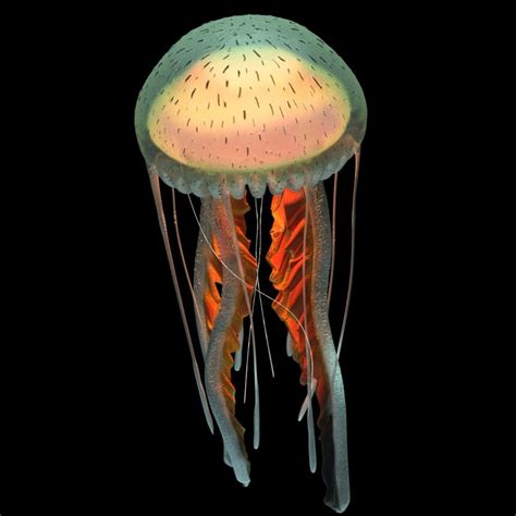 3d Purple Striped Jellyfish Pelagia Noctiluca Turbosquid 1442554