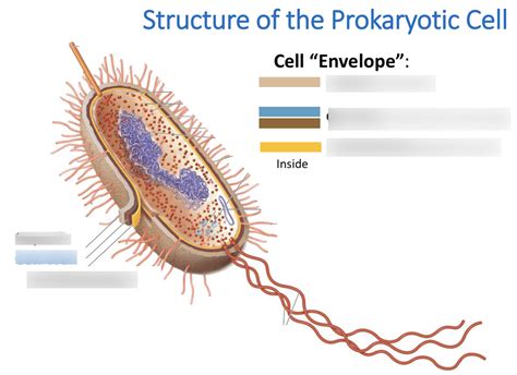 chapter 4 functional anatomy of prokaryotic cells diagram quizlet